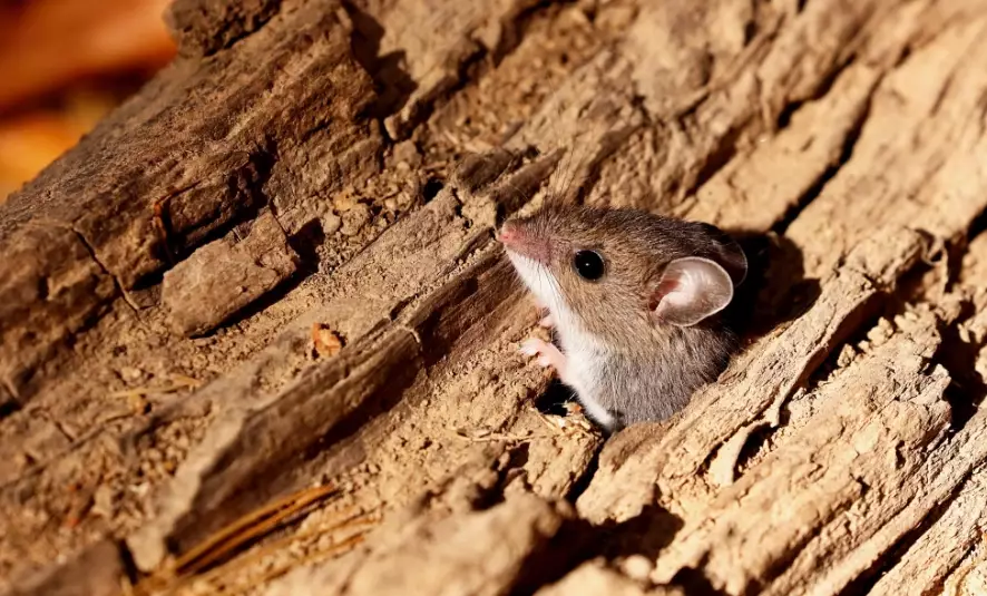 deer mouse identification