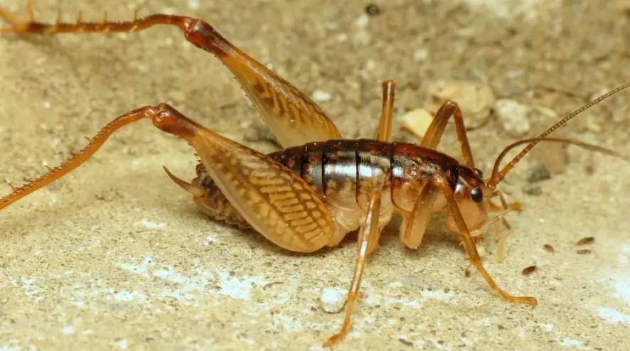 how to get rid of camel crickets