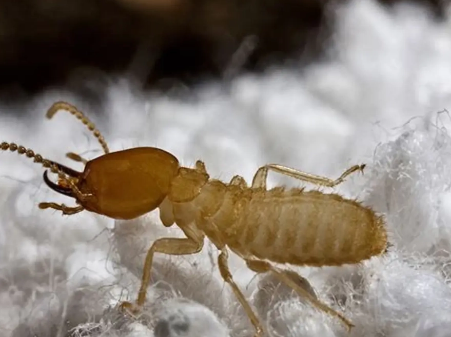 how to get rid of formosan termites