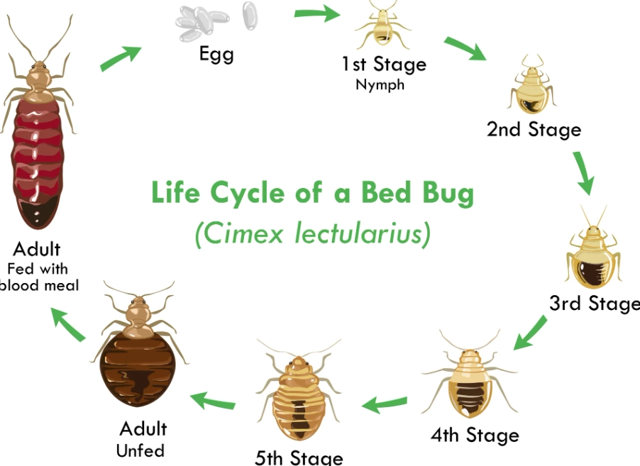 Bed Bug Life Cycle Explained: From Egg to Adult