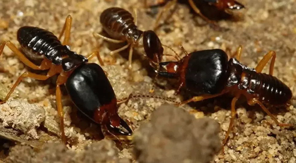 what do termites look like