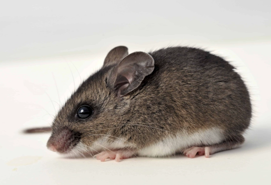 deer mouse identification