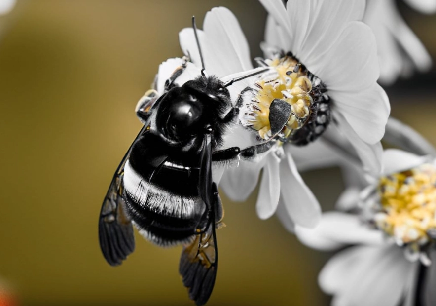 are black and white bees dangerous