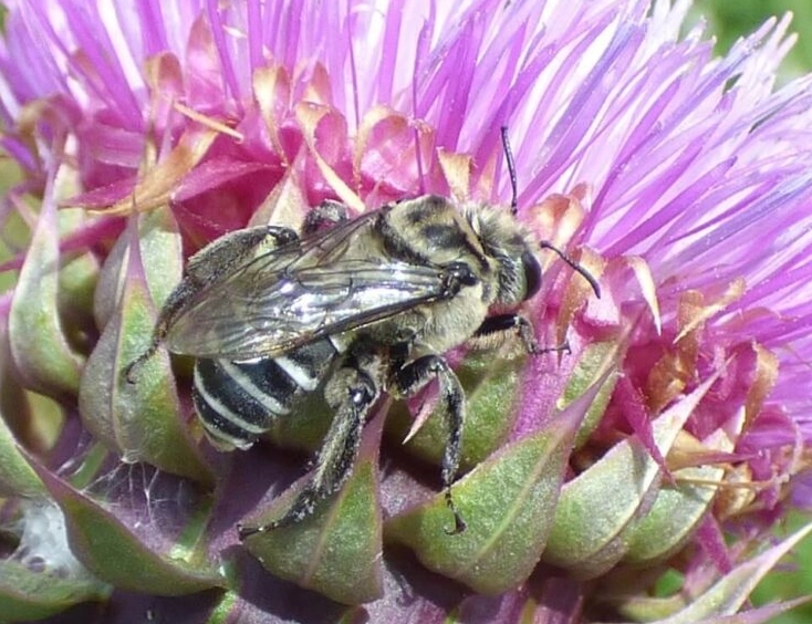 black and white bee nest removal