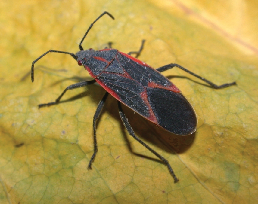 boxelder bug infestation