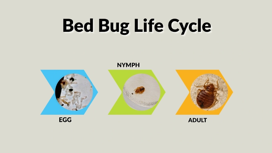 bed bug stages