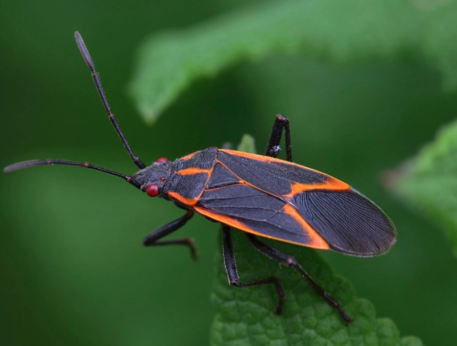 boxelder bug control
