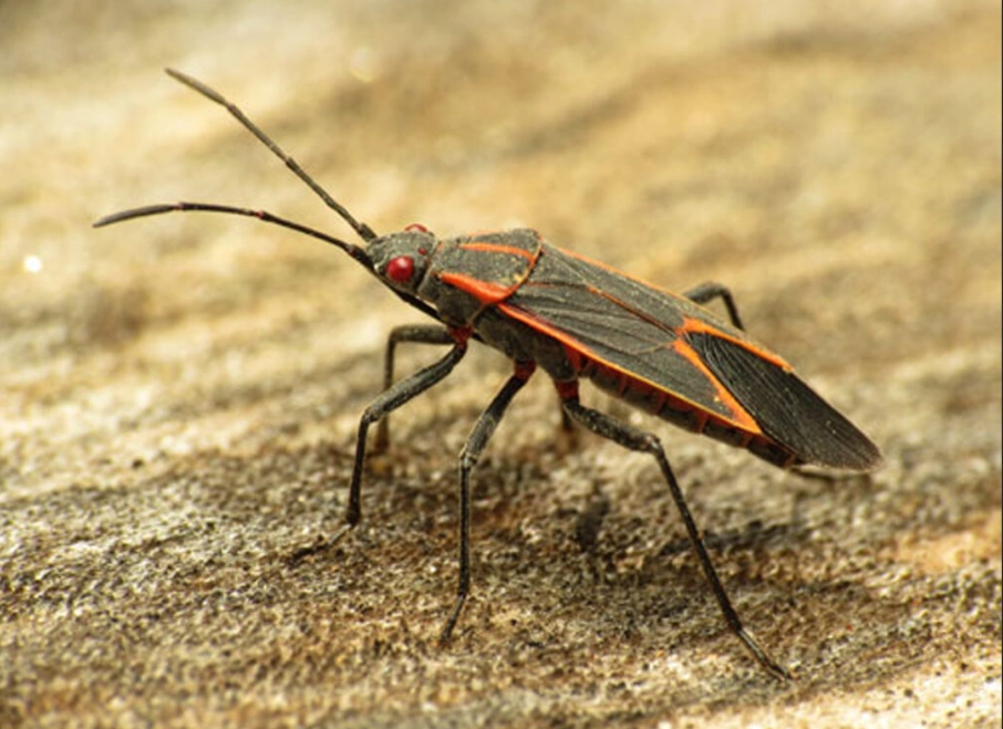 boxelder bug infestation