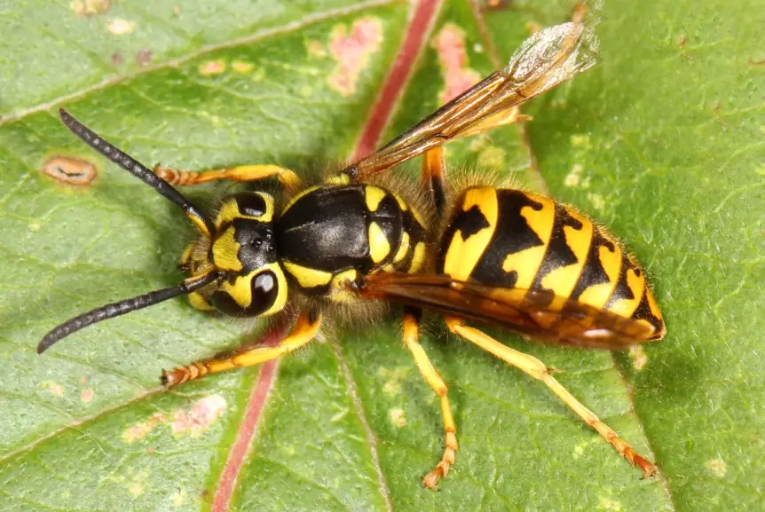 yellow jacket nest removal