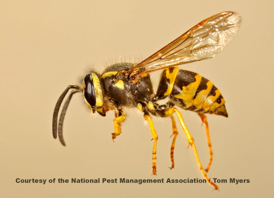 yellow jacket nest removal