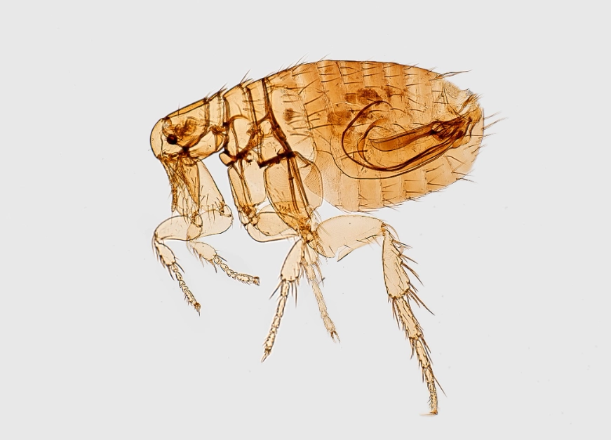 how to get rid of fleas