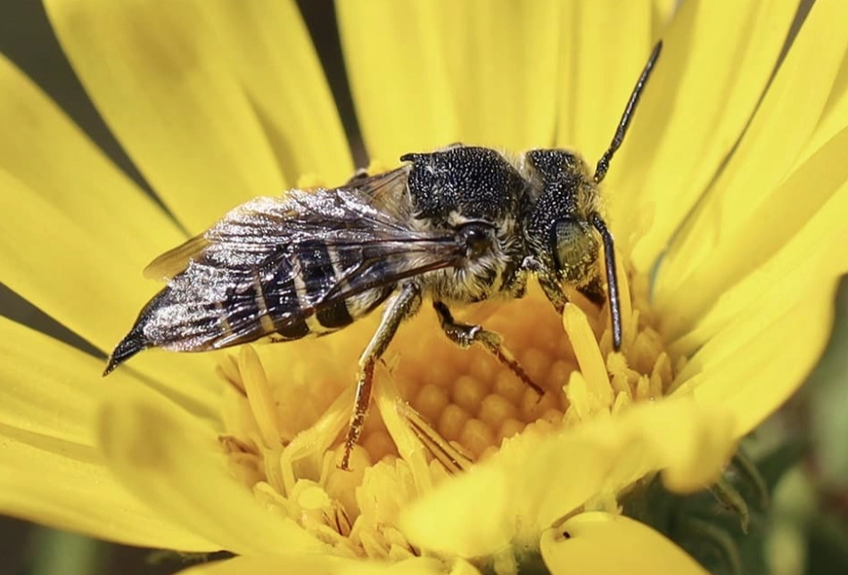 black and white bee identification
