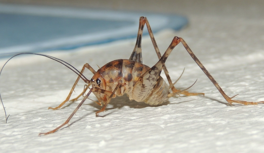 camel cricket in house