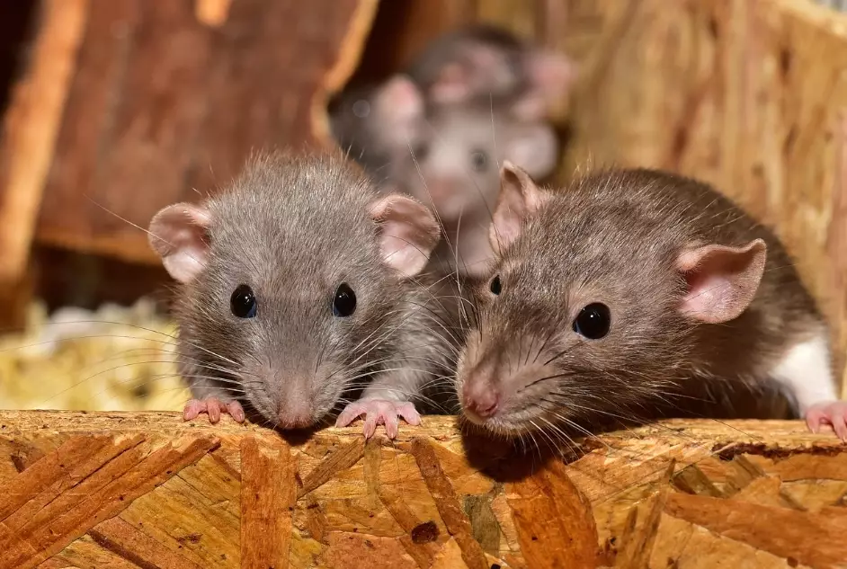 Rat Control Guide: How to Get Rid of Rats for Good