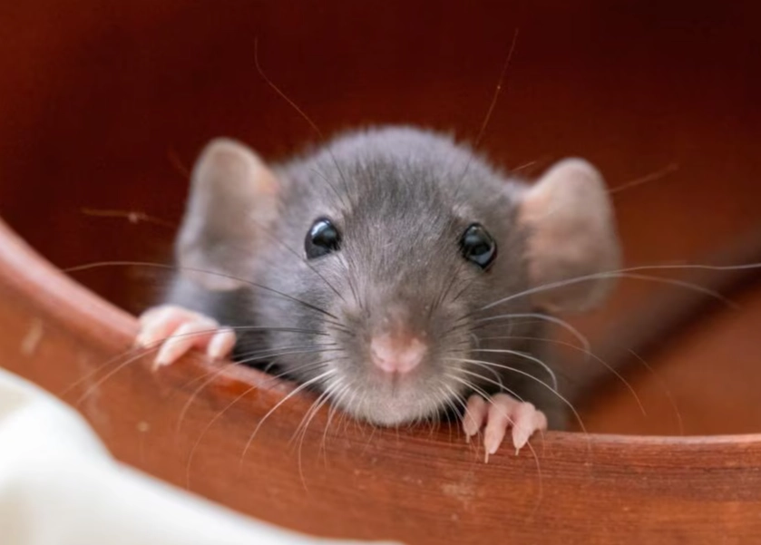 rat infestation signs