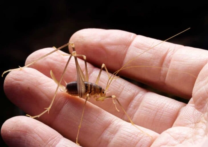 camel cricket in house