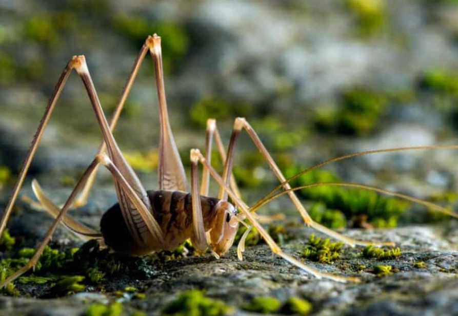 camel cricket in house