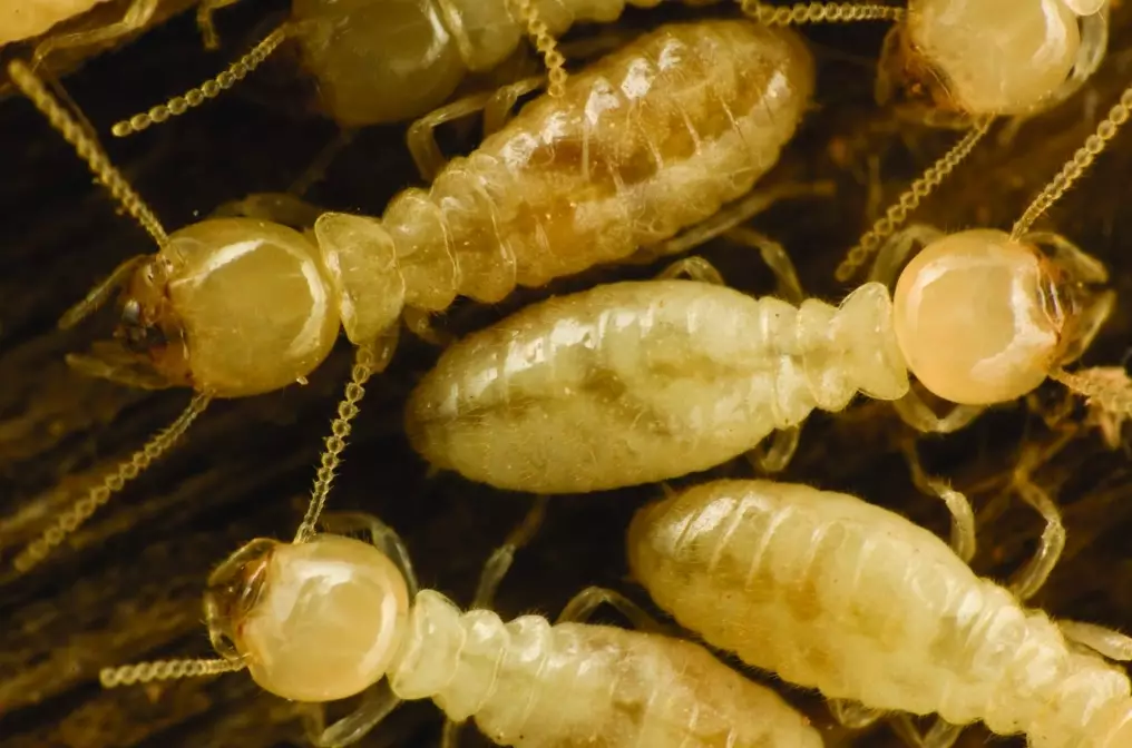 how to get rid of formosan termites