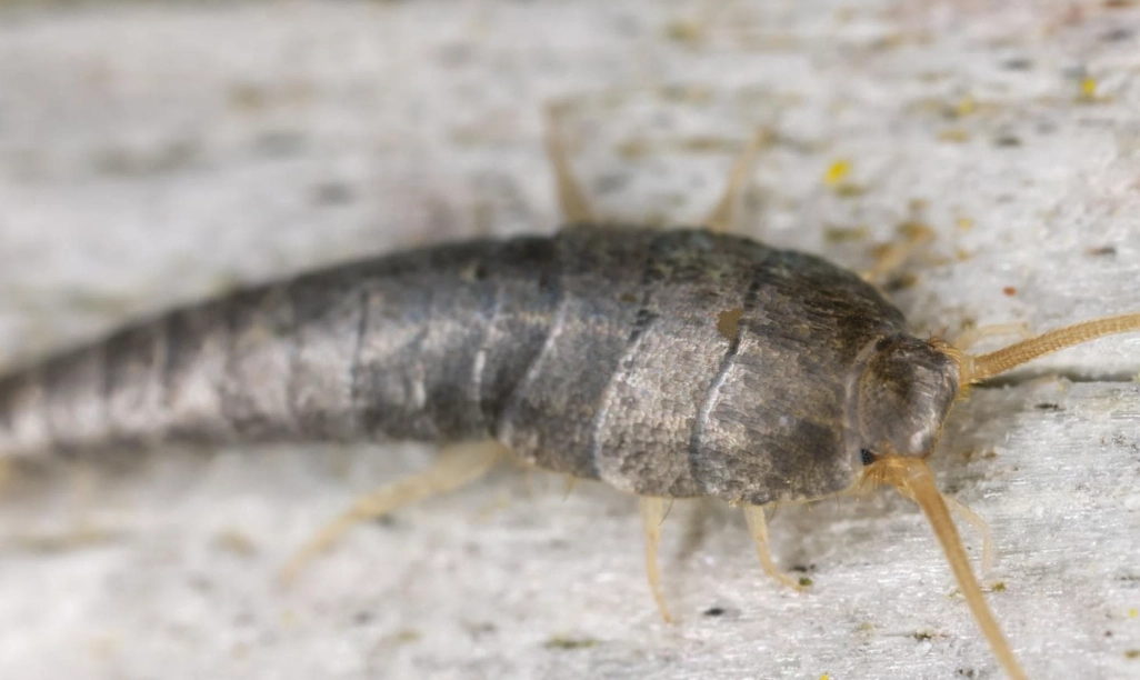 how to get rid of silverfish