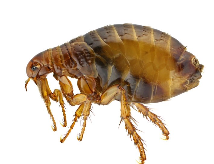 tenant rights flea infestation