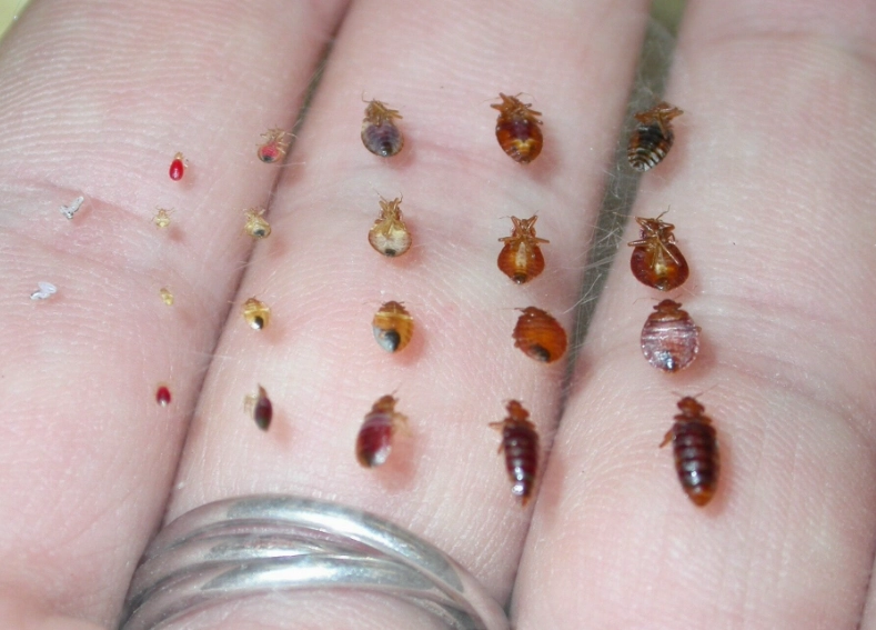 how do you get bed bugs