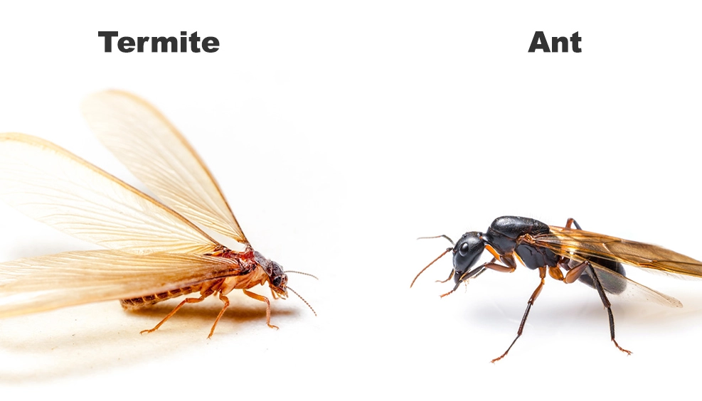 flying ants vs termites