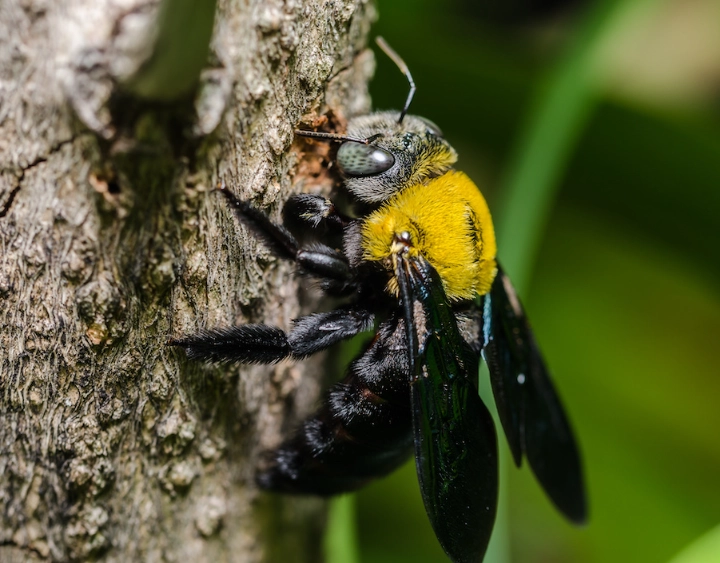 carpenter bee damage