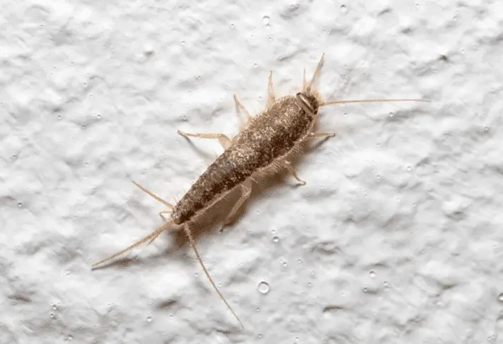 silverfish infestation