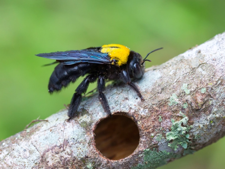 how to get rid of carpenter bees