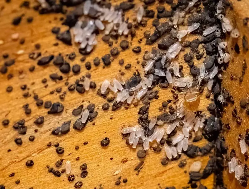 bed bug identification