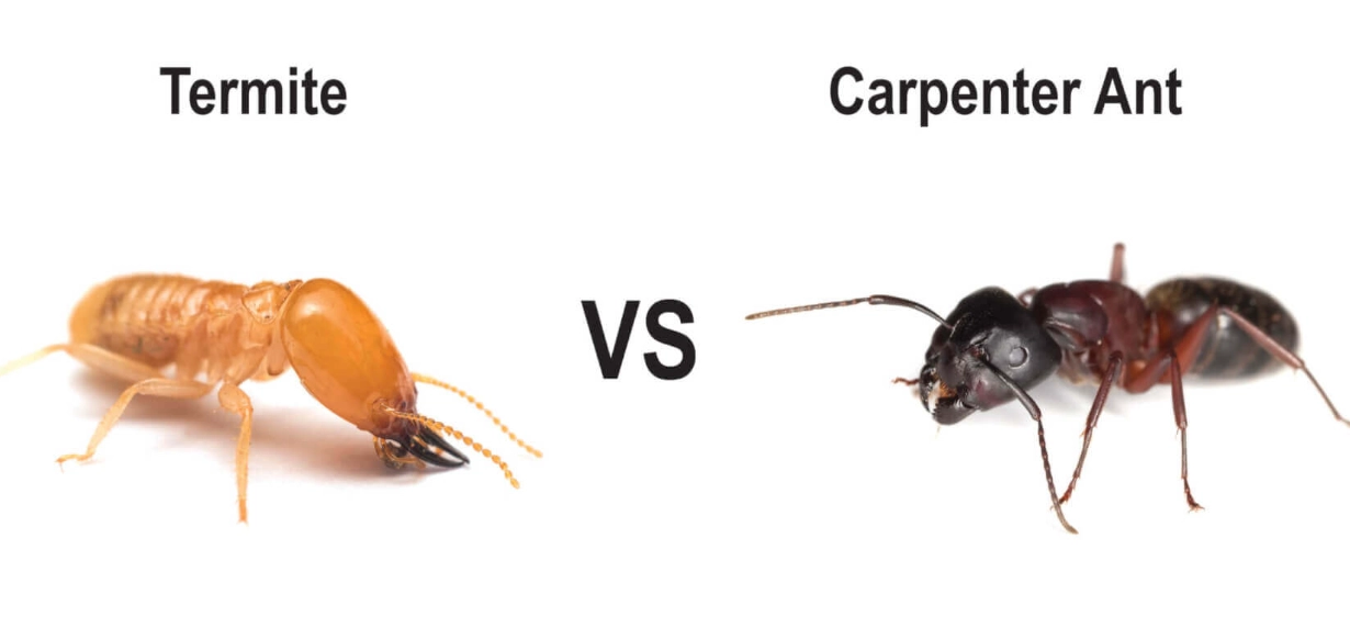 flying ants vs termites