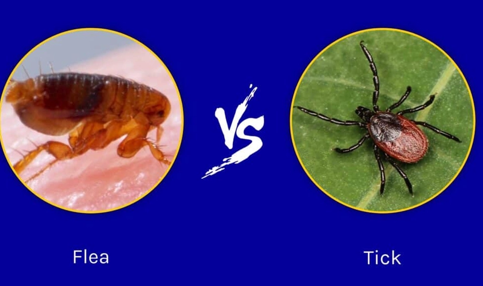 tenant rights flea infestation