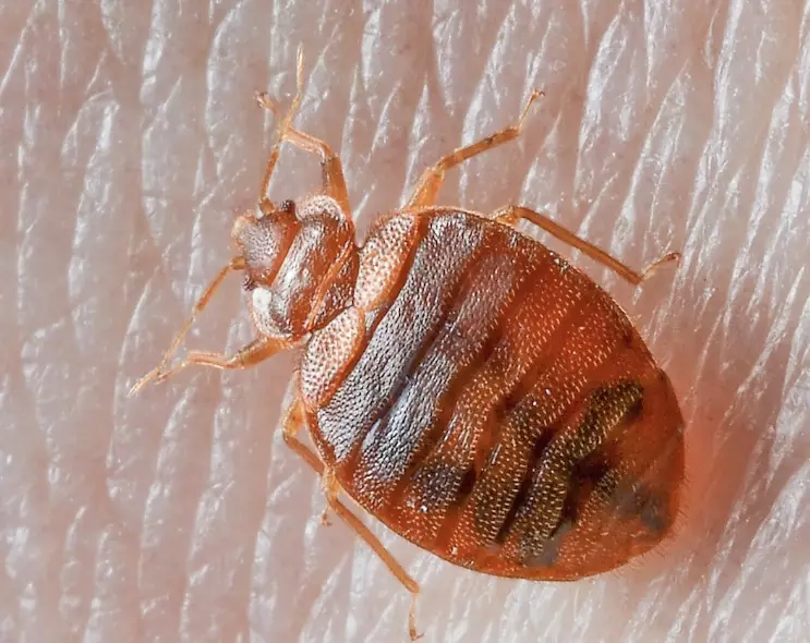 bed bug identification