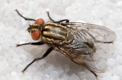 fly identification