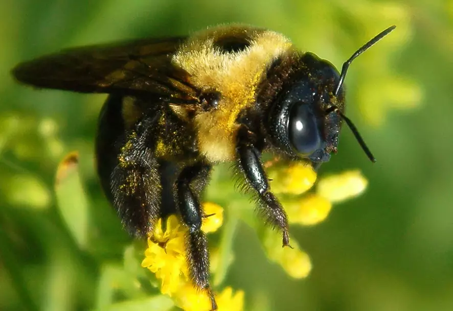 carpenter bee damage