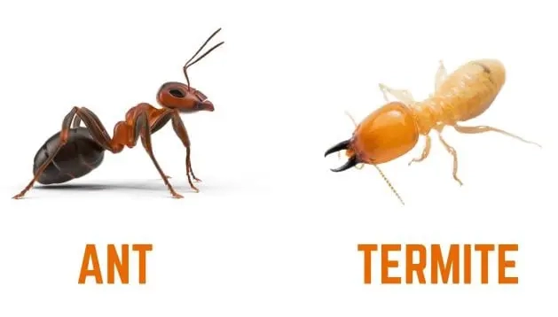 carpenter ants vs termites