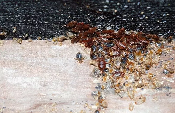 software bug identification