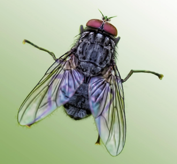 fly identification