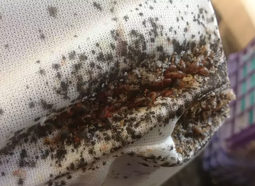 how do bed bugs spread