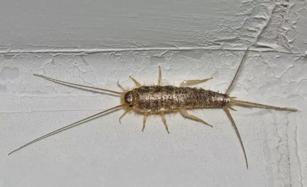 silverfish infestation