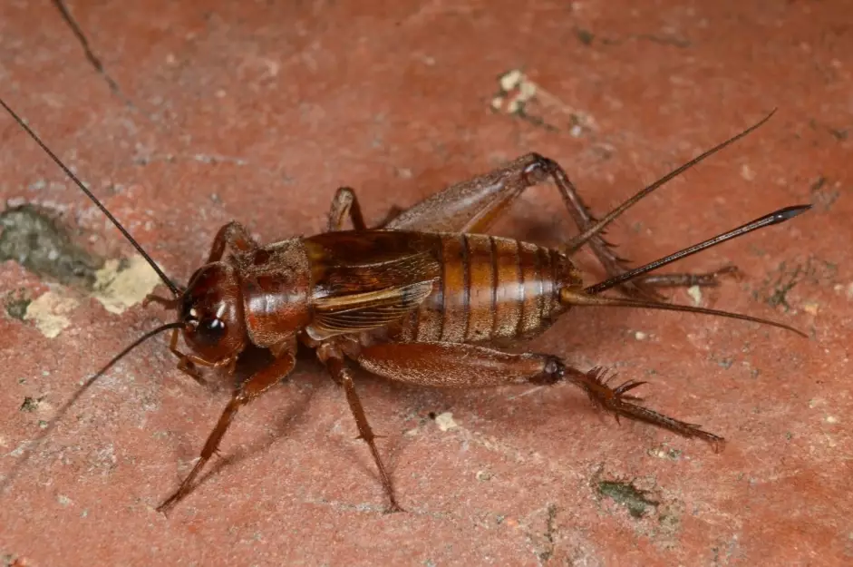 Brown Crickets: Identification, Control, and Care Guide