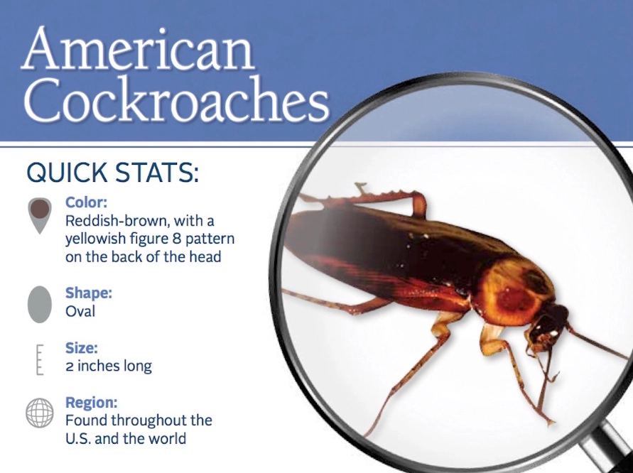 how to get rid of cockroaches