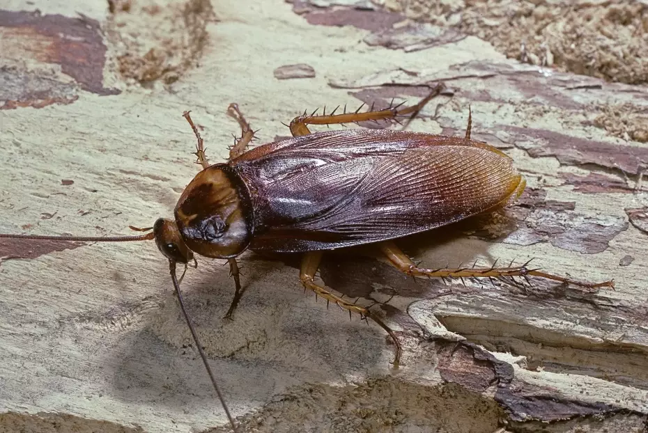 Cockroach Control Guide: How to Identify, Prevent, and Eliminate Roaches