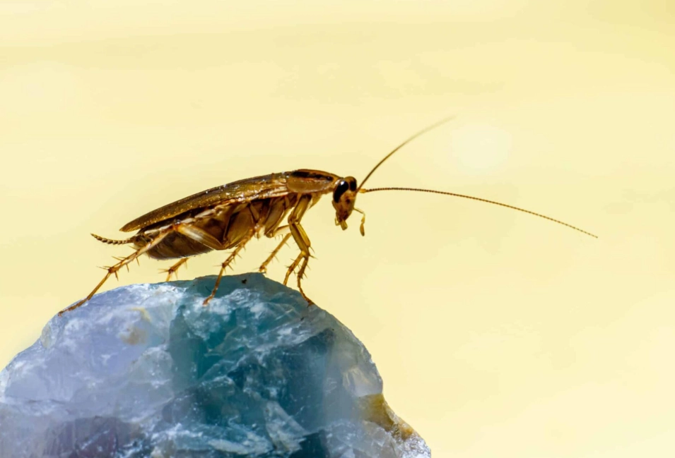 cockroach prevention
