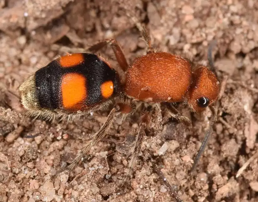 big red and black ant identification
