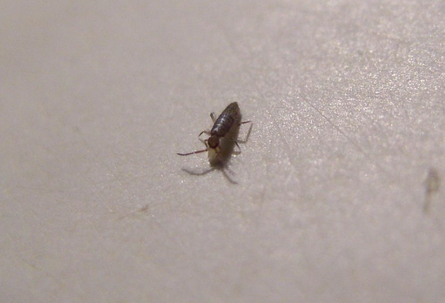 kitchen pest control