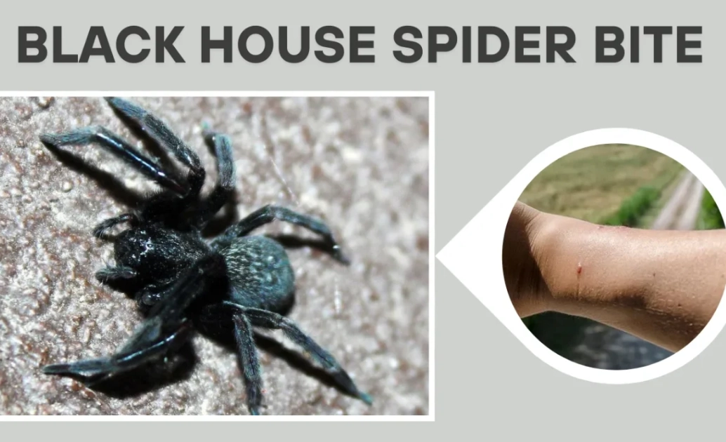 black house spider venom