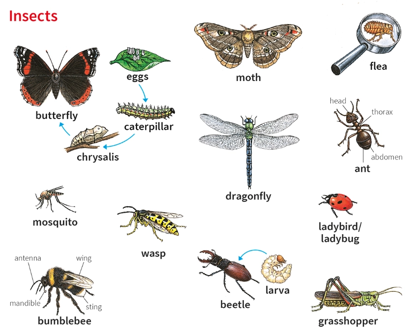 how to identify insects