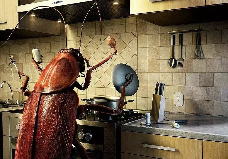 how to get rid of ants in kitchen