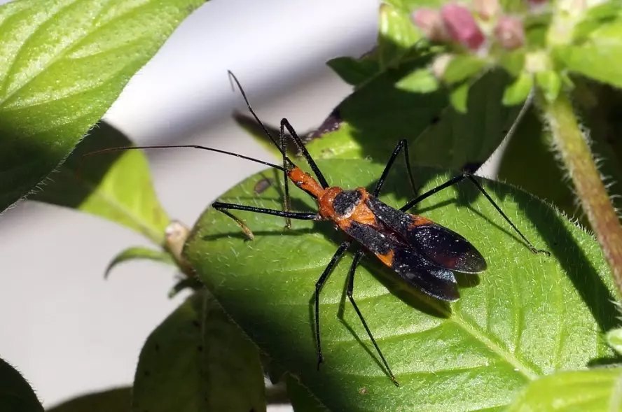 assassin bug bite treatment